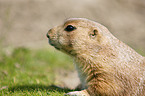 prairie dog