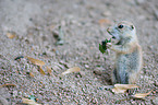 prairie dog