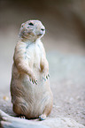 prairie dog