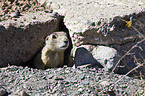 prairie dog