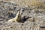 prairie dog