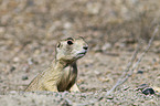 prairie dog