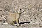 prairie dog