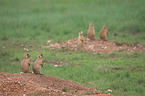 prairie dogs