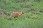 prairie dog