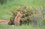 prairie dog