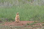 prairie dog