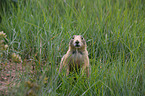 prairie dog