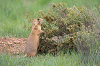 prairie dog