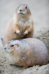 prairie dogs