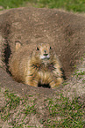 prairie dog