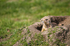 prairie dog