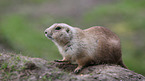 prairie dog