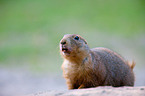 prairie dog