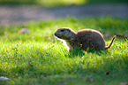 prairie dog