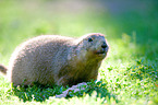 prairie dog