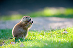 prairie dog