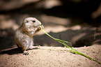 prairie dog