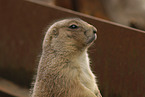 prairie dog