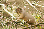 prairie dog