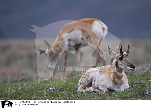 pronghorn antelopes / HJ-03848