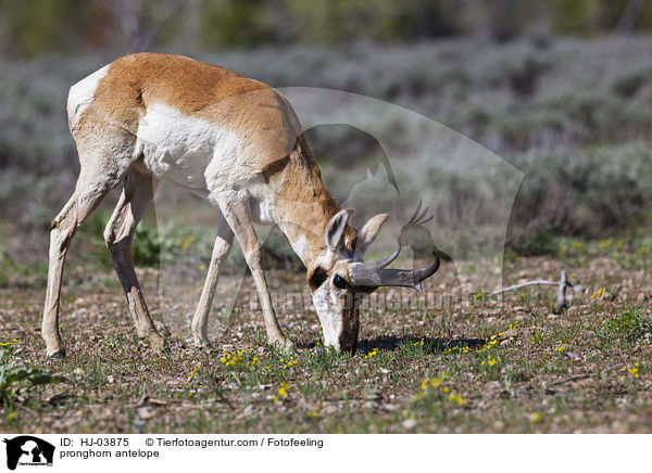 Gabelbock / pronghorn antelope / HJ-03875