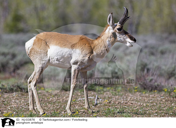 pronghorn antelope / HJ-03876