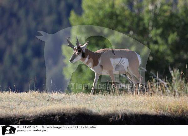 Gabelbock / pronghorn antelope / FF-01597
