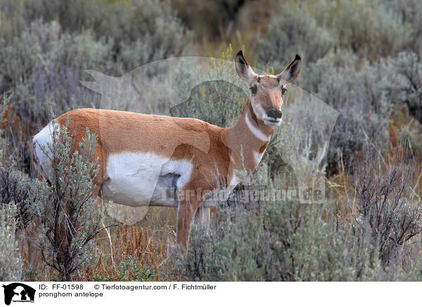 Gabelbock / pronghorn antelope / FF-01598