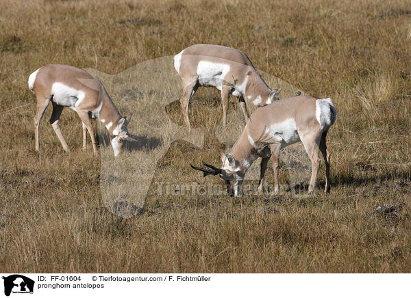 Gabelbcke / pronghorn antelopes / FF-01604