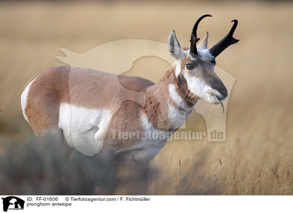 Gabelbock / pronghorn antelope / FF-01606