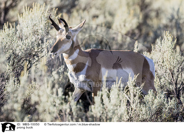 Gabelbock / prong buck / MBS-10050