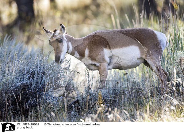 Gabelbock / prong buck / MBS-10069