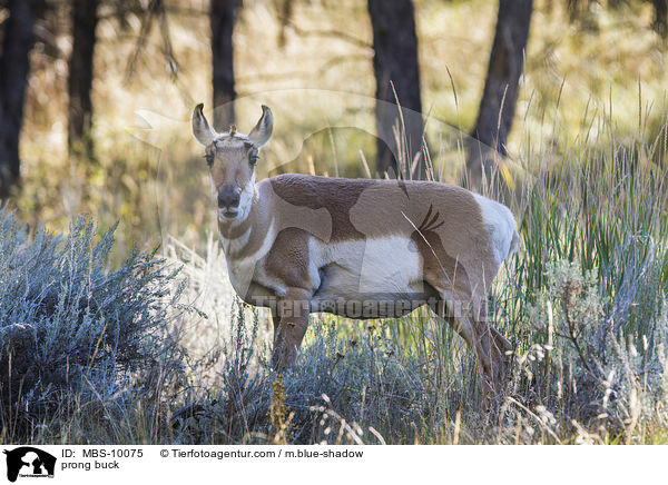 Gabelbock / prong buck / MBS-10075