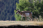 pronghorn antelope