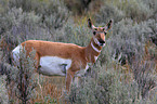 pronghorn antelope