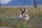 pronghorn antelope