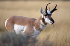 pronghorn antelope