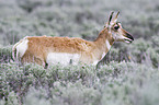 Pronghorn