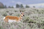 Pronghorn