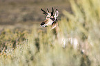 prong buck