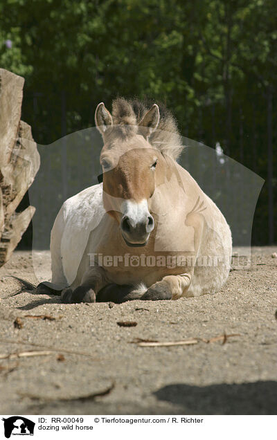 Przewalski Wildpferd beim dsen / dozing wild horse / RR-00049