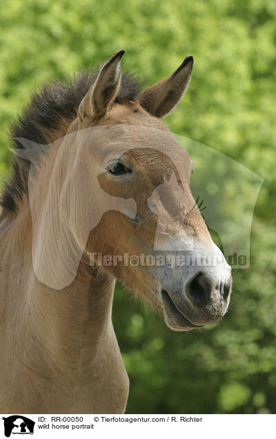 wild horse portrait / RR-00050