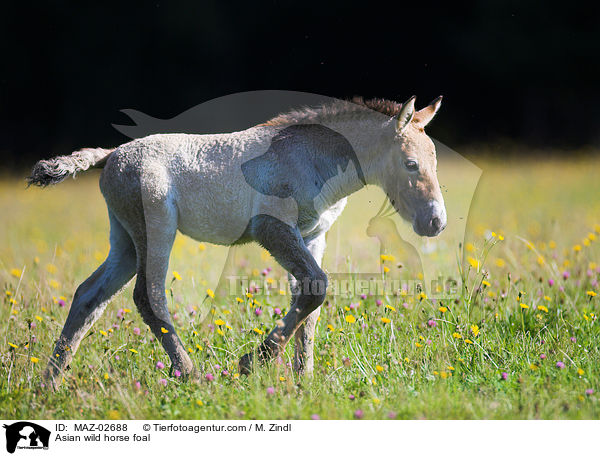 Przewalski Fohlen / Asian wild horse foal / MAZ-02688