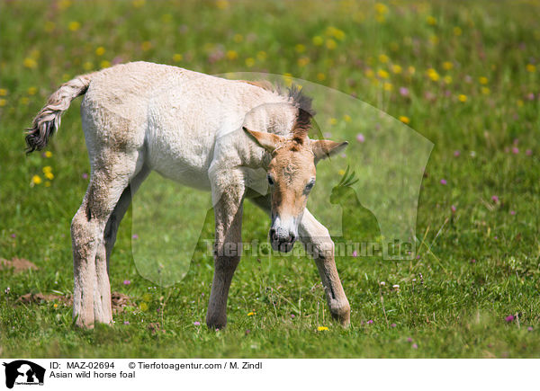 Przewalski Fohlen / Asian wild horse foal / MAZ-02694