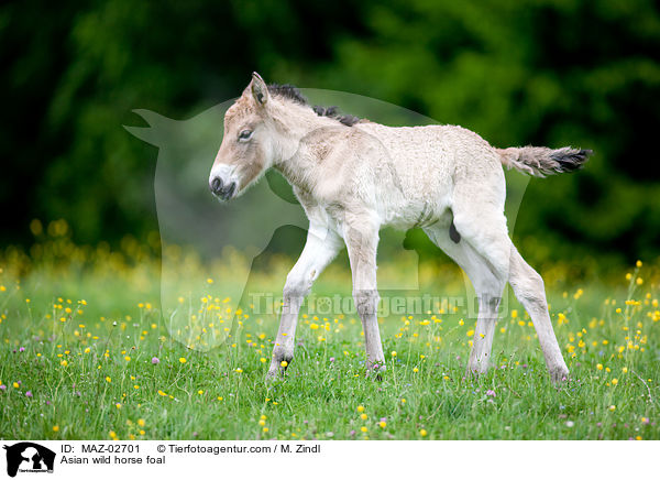 Przewalski Fohlen / Asian wild horse foal / MAZ-02701