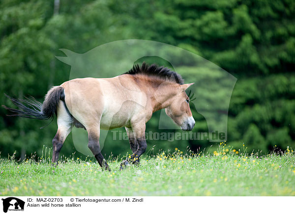 Przewalski Hengst / Asian wild horse stallion / MAZ-02703