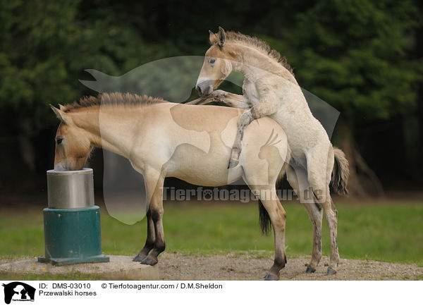 Przewalskipferde / Przewalski horses / DMS-03010