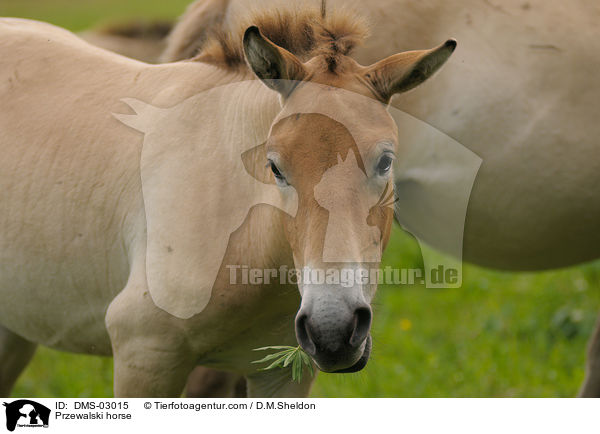 Przewalski horse / DMS-03015