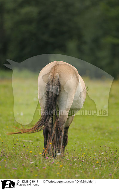 Przewalskipferd / Przewalski horse / DMS-03017